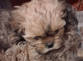 Beautiful shih tzu puppies