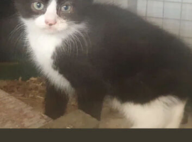 Milo