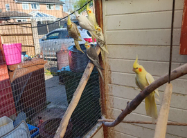 BREEDING PAIRS