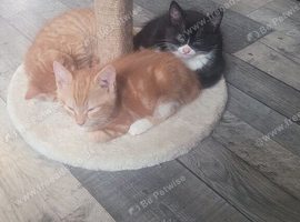 5 mounth old cat for sale