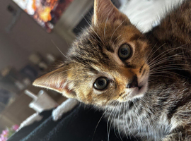 14 week old kitten