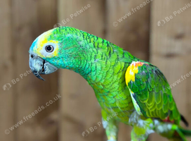 Blue fronted Amazon