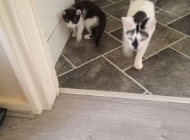Two female kittens
