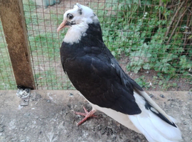pigeons