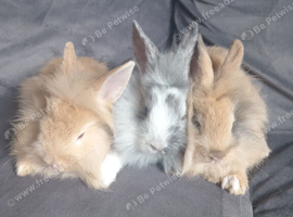 7wks lionheads ready now