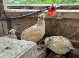 Quail groups for sale