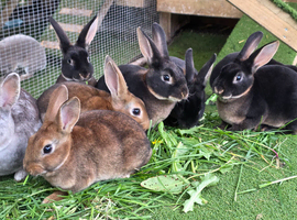 Rex mini rabbits