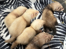 Ferret kits