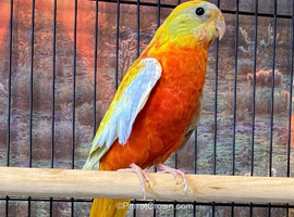 WANTED turquoisine parakeet