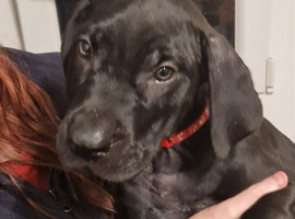 Cane corso doberman mix puppies