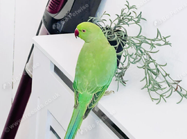Stunning young Indian ringnick parrot