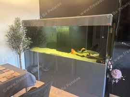 7ft large grey fish tank
