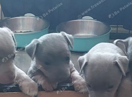 LILAC/BLUE and TAN JACK RUSSELL PUPPIES