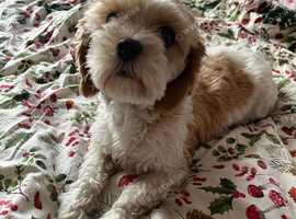 Shit zu puppies