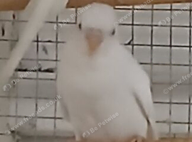 Baby Albino for salr
