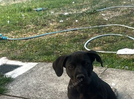 Staffy x mastiff