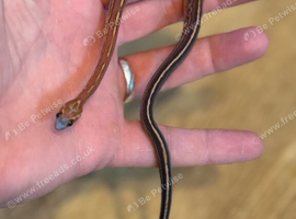 Baby corn snakes