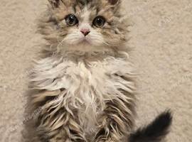Selkirk Rex 10 months old, chipped