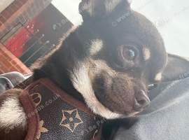 Teacup chihuahua