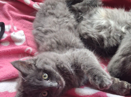 Beautiful kitten