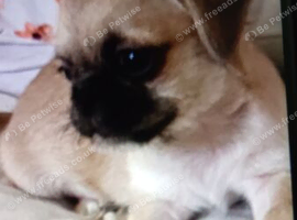 5 gorgeous pugzu (shih Tzu X pug)  puppies