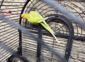 2 female 2 and half year old healthy
