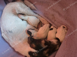 2x jack russell puppies for sale