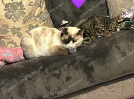 Goldie & Gwen