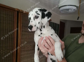 New litter of Dalmatian pups