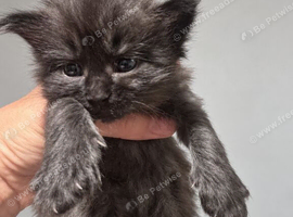 Full Maine Coon Boy kitten
