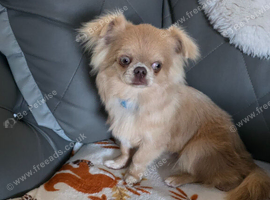 Chihuahua boy for sale