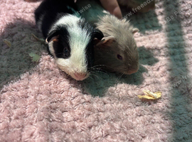 2 beautiful baby boy guinea pigs ready now