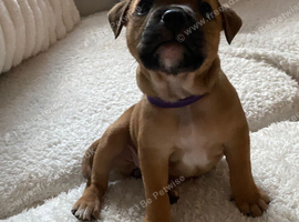 2 beautiful girl puppies left