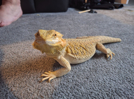 Bearded dragon looking for home