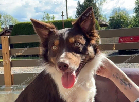 Brown & White Border Collie