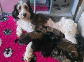 6 left of 11 beautiful Bernedoodle puppies *READY TO GO*