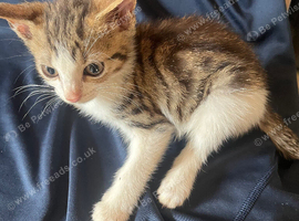 For sale 3 male kittens