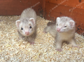 Semi angora ferrets 11 weeks old