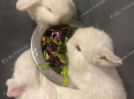 Three  beautiful mini lop