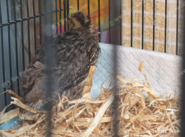 Available - Chocolate male and 3 hens all 4weeks old and fully feathered &pound;34 for 4 birds