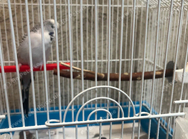 Budgie