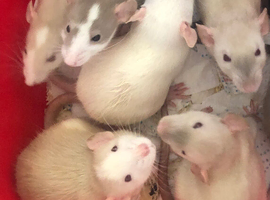 Baby dumbo rats