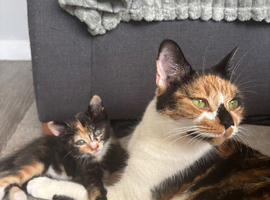 2 kittens