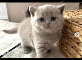 GCCF Lilac kittens