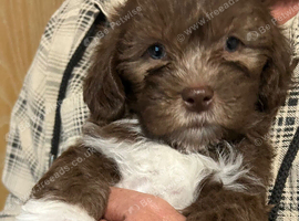 Shi poo puppies for sale