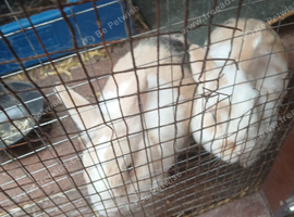 Two sister rabbits