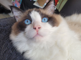 GIZMO NEEDS LOVING HOME