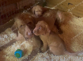 Beautiful Wired Haired Hungarian Visla puppies