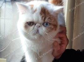 Fabulous odd eyes girl (GCCF registered)