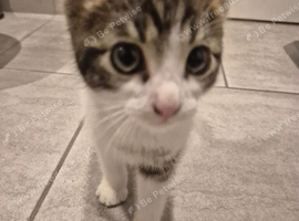 Little white tabby needs a new home